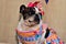 The graceful hillbilly french bulldog in a dress and colorful bow on her head at the canine party