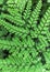 Graceful Himalayan Maidenhair Frond