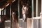 Graceful Horse in a Serene Stall. created with Generative AI