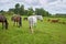 Graceful horses grazing on a green meadow. Rear view.