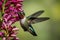 Graceful Hummingbird in Flight: Sipping Nectar from Purple Flower