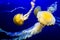 Graceful Jellyfish. Marine Life Detail.