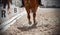 Graceful legs with unshod hooves of a sorrel horse trotting in a dressage competition