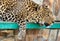 A graceful leopard lies in a cage on the flooring in the zoo and stares.