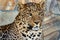 Graceful leopard lies in a cage in the zoo.