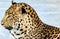 Graceful leopard lies in a cage in the zoo