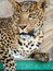 Graceful leopard lies in a cage in the zoo