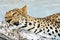 Graceful leopard lies on a log in a cage in the zoo