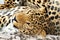 Graceful leopard lies on a log in a cage in the zoo