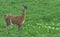 A graceful llama grazes in a green meadow near white flowers.