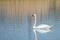 Graceful lonely swan at lake in the Spring morning, Germany