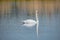 Graceful lonely swan at lake in the Spring morning, Germany