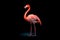 Graceful Majesty: Realistic Pink Flamingo Portrait on Dark Surface