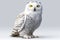 Graceful Majesty: Snowy Owl Perched on a Serene White Background. created with Generative AI