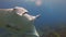 Graceful manta ray close up of markings & cephalic fins rolled. Pelagic marine life