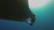 Graceful Manta Ray Close Up Swimming Overhead. Pelagic Filter Feeder Marine Life