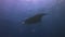 Graceful Manta Ray Swimming Overhead. Marine Life In Blue Water & Sunlit Sea Surface
