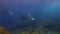 Graceful Manta Rays Group. Pair Of Peaceful Mantas Or Sea Rays In Blue Sunlit Sea