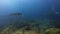 Graceful Manta Rays Group Pair Of Peaceful Mantas Or Sea Rays In Blue Sunlit Sea