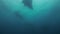 Graceful Manta Rays Group Silhouette. Peaceful Big Mantas Formation.Blue Sunlit Sea