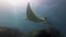 Graceful Manta Rays Pair. Group Of Beautiful Mantas Or Sea Rays In Blue Sunlit Sea