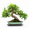 Graceful Mint Bonsai Tree In Green Pot - Precise Lines And Balanced Proportions