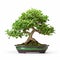 Graceful Mint Bonsai Tree On White Background