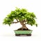 Graceful Mint Bonsai Tree On White Background