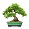 Graceful Mint Bonsai Tree In White Pot - Meticulous Design Contest Winner