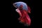 Graceful movements and flowing fins make the dark red blue betta fish a mesmerizing spectacle in any aquarium