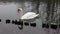 Graceful Mute Swan Swimming on Lake