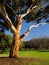 A graceful old australian eucalyt tree