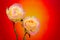 Graceful pair of bicolor roses against colorful gradient background