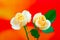 Graceful pair of peach roses against colorful gradient background