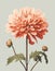 Graceful pink Chrysanthemum Blossom with Budding Buds and Delicate Foliage