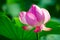 The graceful pink lotus flower