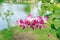 Graceful Pink Orchid Blossom in a Tranquil Thai Garden Beautiful pink orchid flower in the garden