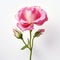 Graceful Pink Rose: Hyper-realistic Still Life Art With Minimalist Style