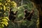Graceful Play: Chimpanzees Swinging in Lush Rainforest