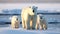 Graceful Polar Bear with Adorable Cubs