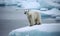 Graceful polar bear poses on the glistening glacier Creating using generative AI