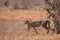 Graceful Predator: Cheetah Walking Across the Savannah in a Kenyan Reserve