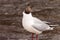 Graceful and pretty `Small Seagull` stands on a stone against the background of river water.