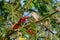 Graceful Prinia