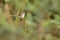 Graceful Prinia and a leafy frame