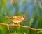 A Graceful Prinia looking down