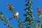 Graceful Prinia perches on a tree with red flowers in the background in Muscat, Oman Prinia gracilis.