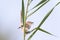 Graceful Prinia Prinia Gracilis perched on pampas grass