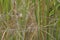 Graceful Prinia on a reed