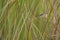 Graceful Prinia in a reed bed